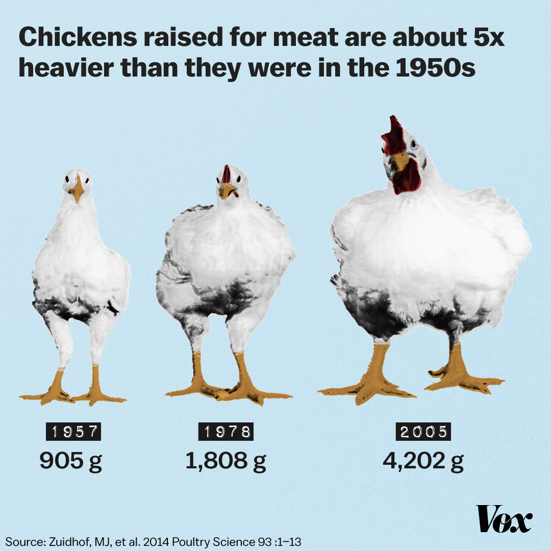 Chicken size